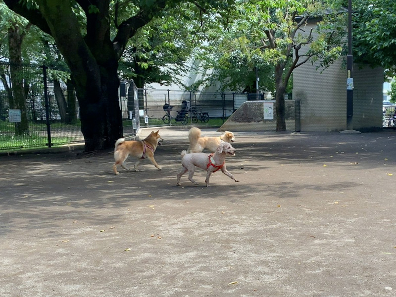 落合公園 「犬の広場」で遊んでいる様子