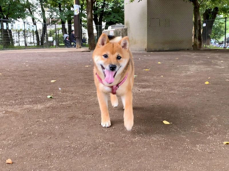 新宿区立落合公園で遊ぶ柴犬